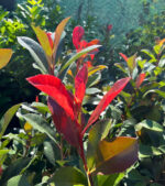 Photinia Carre Rouge la ghiveci - imagine 3
