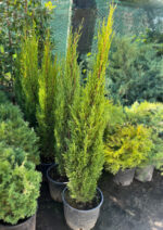 Cupressus Semprevirens la ghiveci - imagine 3
