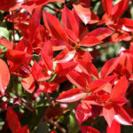 Photinia Carre Rouge la ghiveci