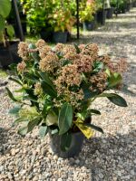 Skimmia Japonica Rubella la ghiveci - imagine 2