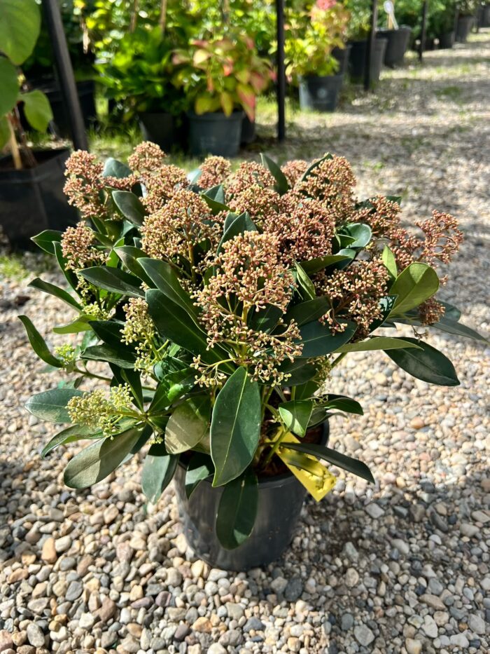 Skimmia Japonica Rubella la ghiveci - imagine 2