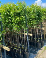 Cireș Van la ghiveci 7L - imagine 2