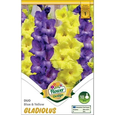 Gladiolus Duo Blue&Yellow(10 buc)