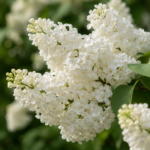 Syringa Vulgaris (Liliac) Alb la ghiveci 7L