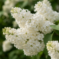 Syringa Vulgaris (Liliac) Alb la ghiveci 7L