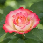 Trandafir pomișor Garofița, rădăcină ambalată - imagine 2