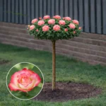 Trandafir pomișor Garofița cu flori decorative intens colorate, altoit pe tulpină