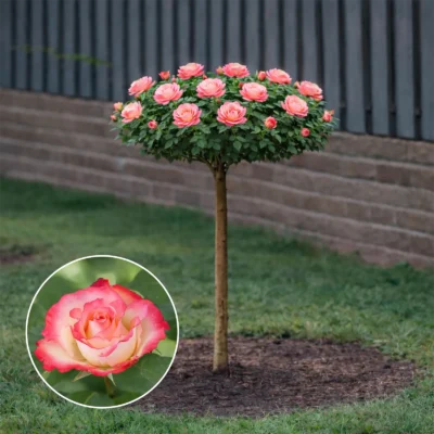 Trandafir pomișor Garofița cu flori decorative intens colorate, altoit pe tulpină