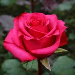 Trandafir pomișor Ravel cu flori roz intens, rădăcină ambalată, 120–140 cm