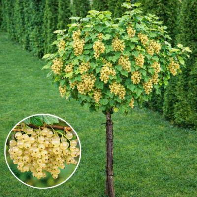 Coacăz Alb cu port înalt: Preferă solurile bine drenate și expunerea la soare parțială. Este important să asigurați un mediu adecvat acestora. 🌿🛒