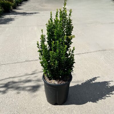 Euonymus japonicus Benkomasaki