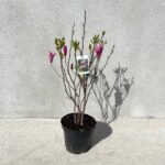 Magnolia Susan la ghiveci - imagine 2