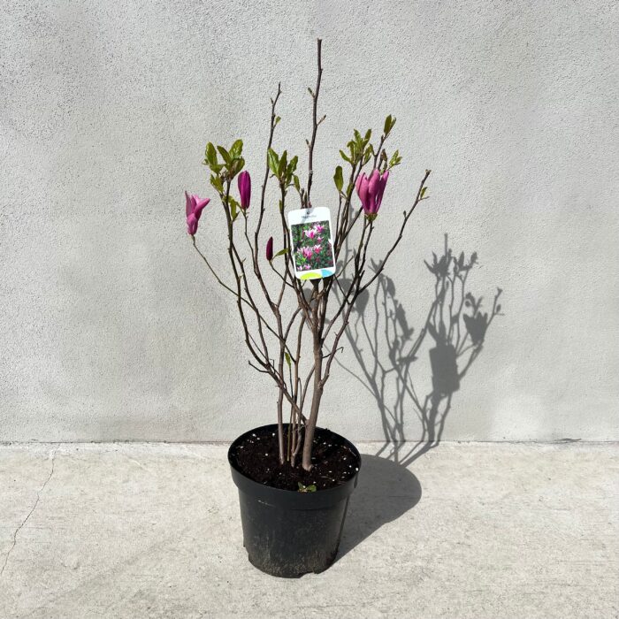 Magnolia Susan la ghiveci - imagine 2