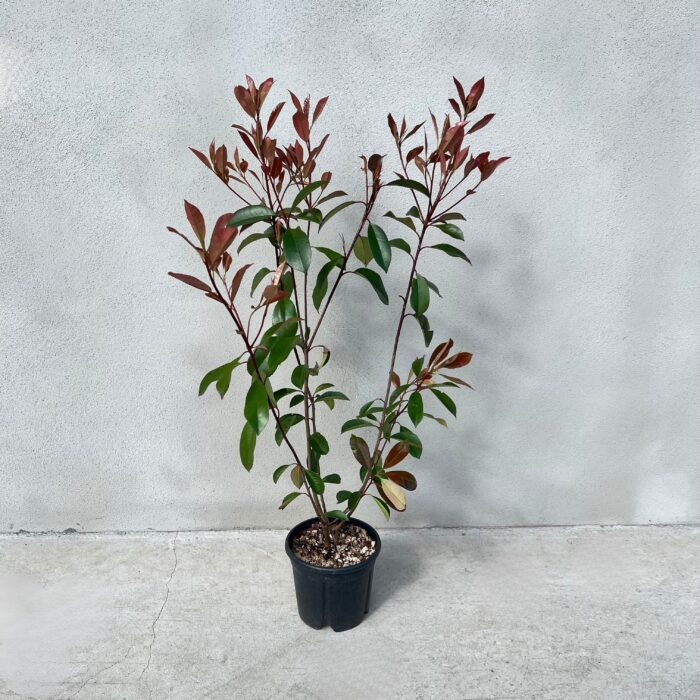Photinia fraserii Red Robin la ghiveci - imagine 2