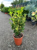 Euonymus japonicus 'Aureus' la ghiveci - imagine 2