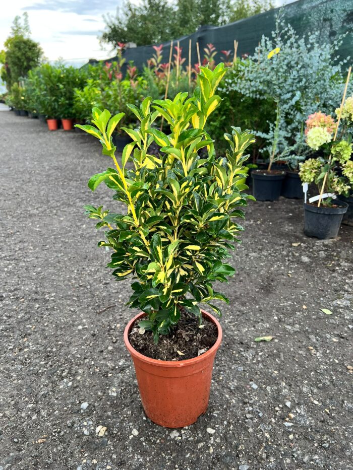 Euonymus japonicus 'Aureus' la ghiveci - imagine 2