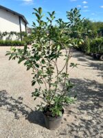 Photinia fraserii Red Robin la ghiveci - imagine 2