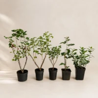 kit-gradina-cu-arbusti-fructiferi