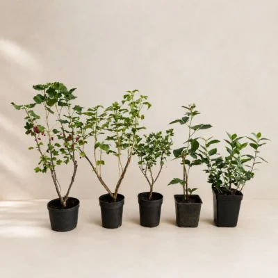 kit-gradina-cu-arbusti-fructiferi