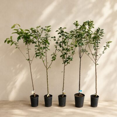kit-livada-de-familie