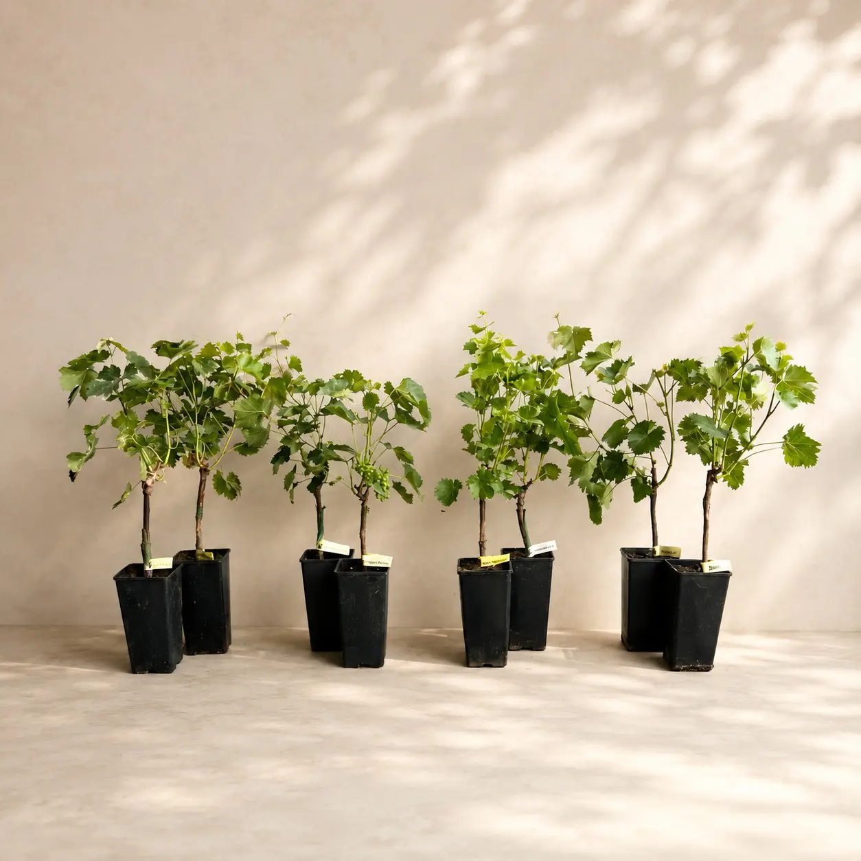 Kit complet de plantare pentru pomi fructiferi