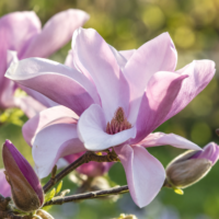 Magnolia George Henry Kern la ghiveci