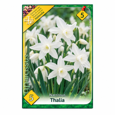 Narcise/ Narcissus Thalia (5buc)