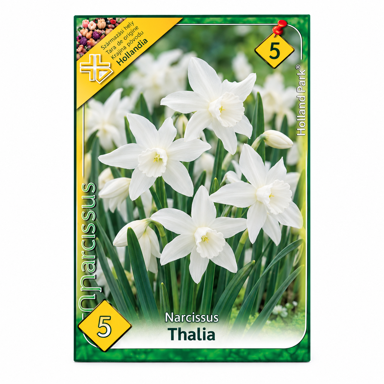 21-narcise-thalia-5buc Narcise/ Narcissus Thalia (5buc) - imagine 1