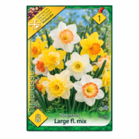 Narcise/ Narcissus Mix Large Flowered (8buc)