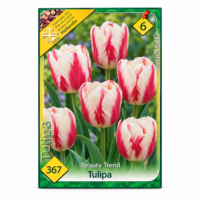 Lalele/Tulipa Beauty Trend (6buc)
