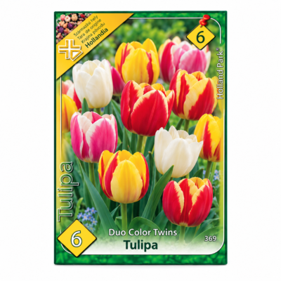 Lalele/Tulipa Duo Color Twins (6 buc)