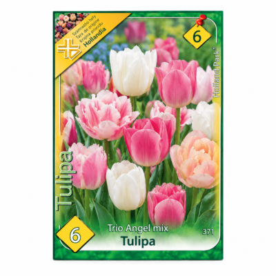 Lalele/Tulipa Trio Angel (6 buc)