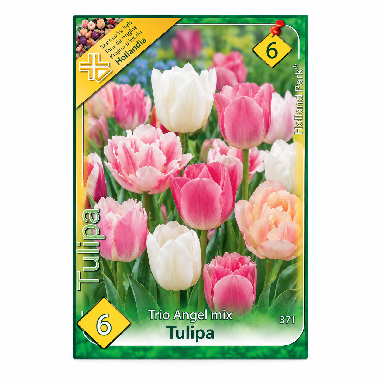 371-lalele-trio-angel-mix-6buc Lalele/Tulipa Trio Angel (6 buc) - imagine 1