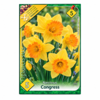 Narcise/ Narcissus Congress (5buc)