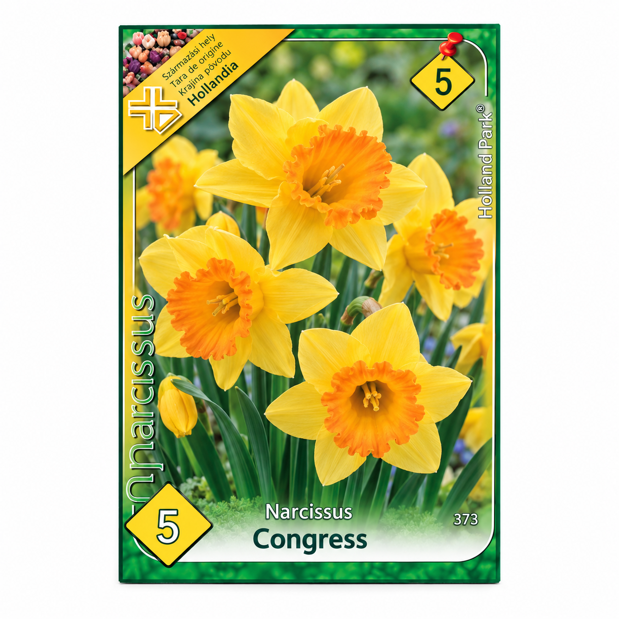 373-narcise-congress-5buc Narcise/ Narcissus Congress (5buc) - imagine 1