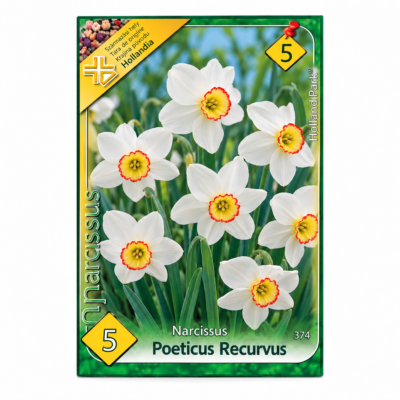 Narcise/Narcissus Poeticus Recurvus (5buc)